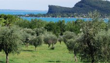Italie - Gardameer - olijfgaarden