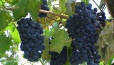 Toscane - druiven, wijn